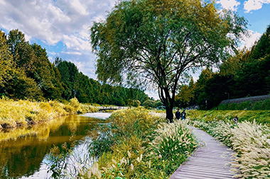 2024 그린월드어워즈 지속가능분야 은상 수상: 양재천 생태하천 복원사업 사진