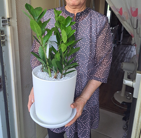 반려식물 보급 사진1