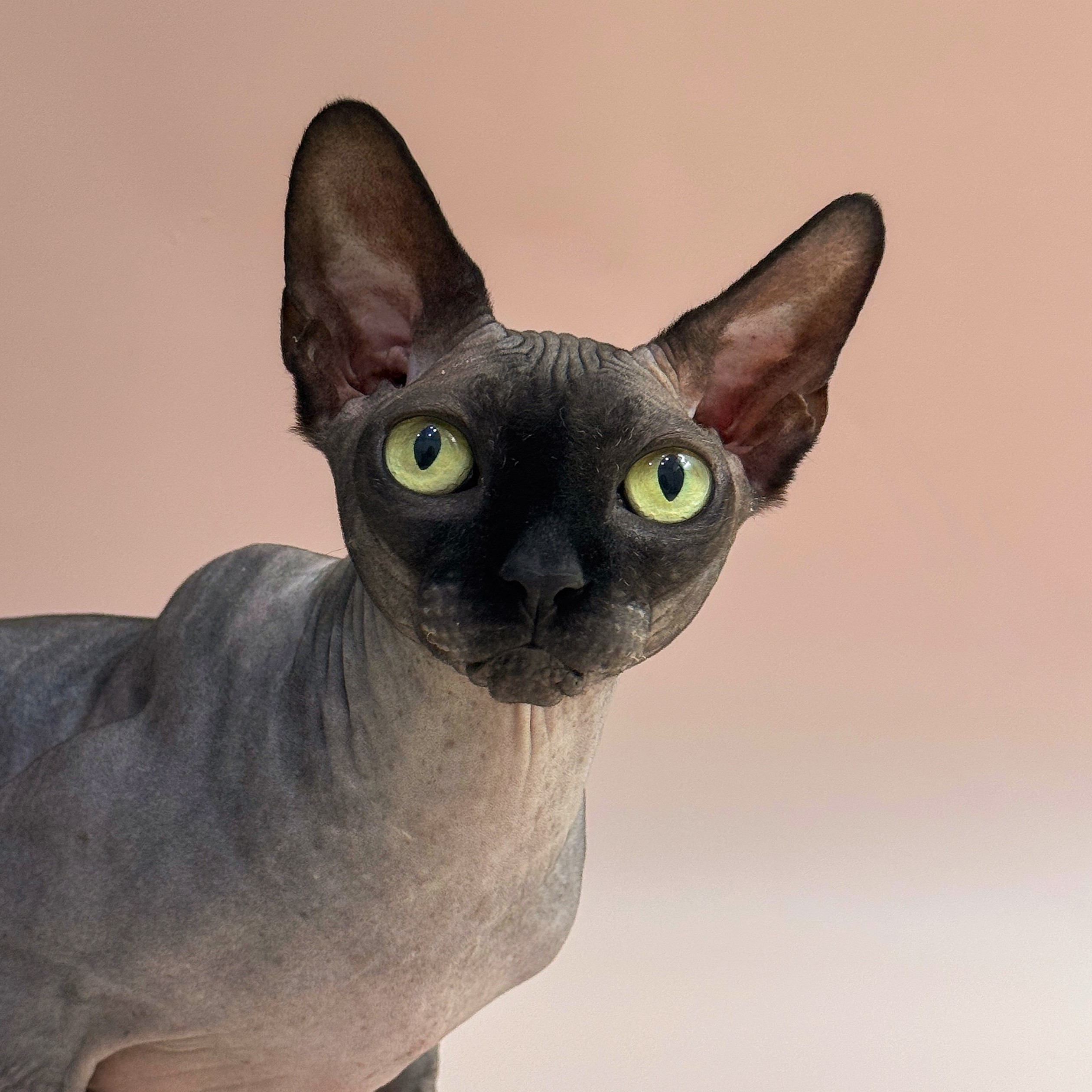 서울-서초-2025-00051 사진 1