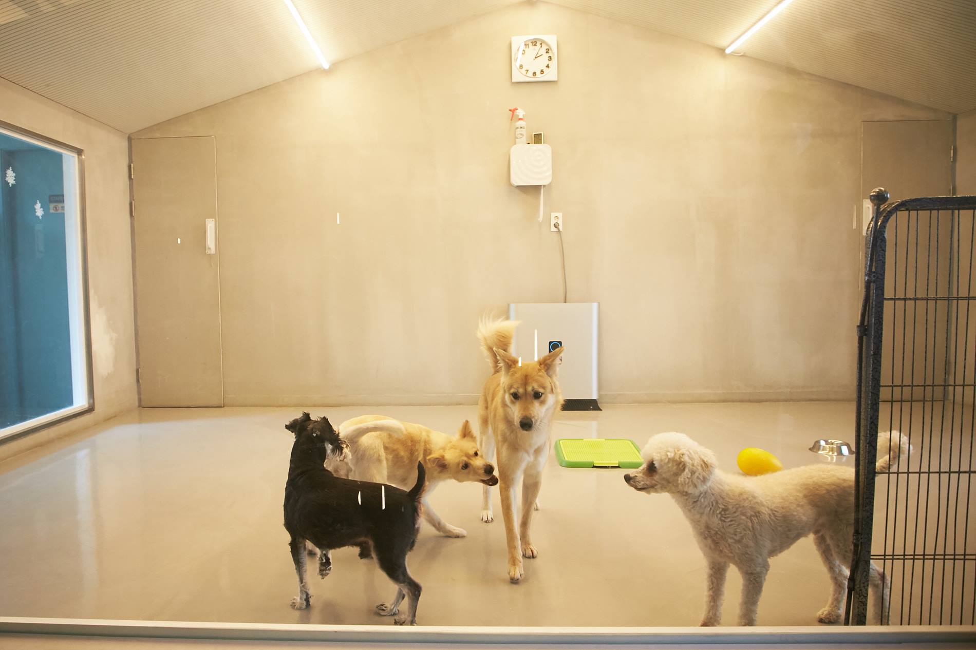 Seocho Animal Love Center 4