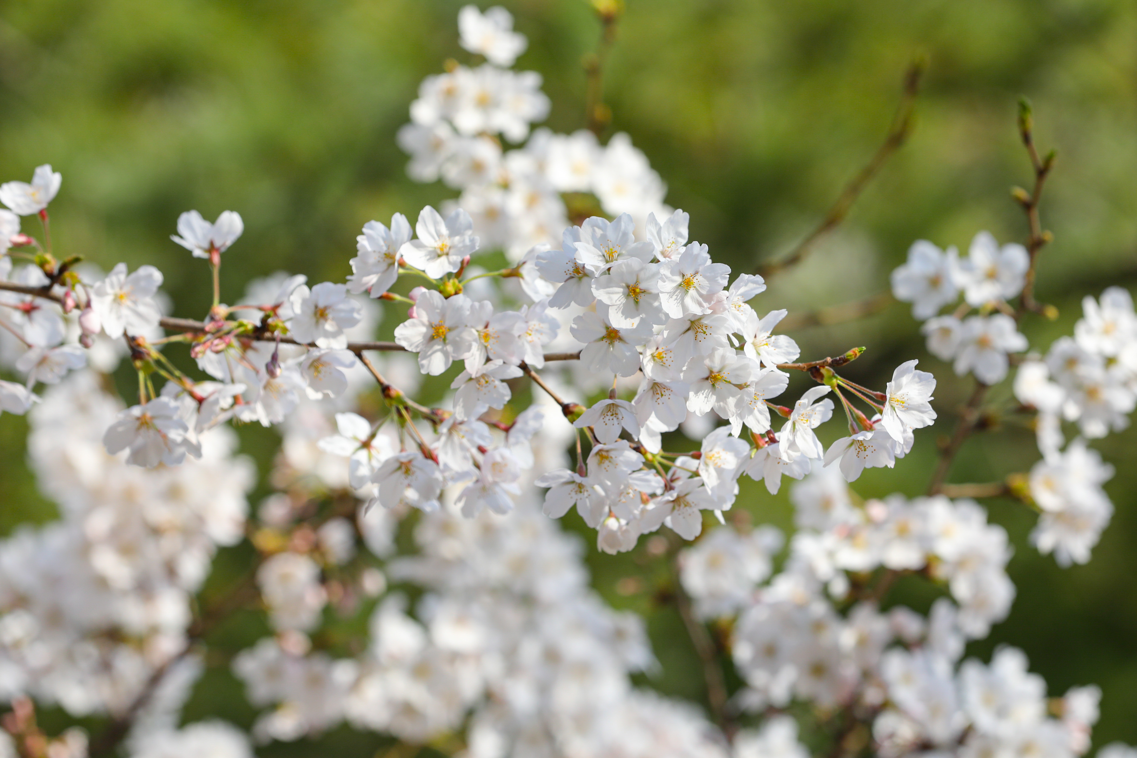 Spring Flowers in Seocho-gu – Yangjaecheon Stream 1