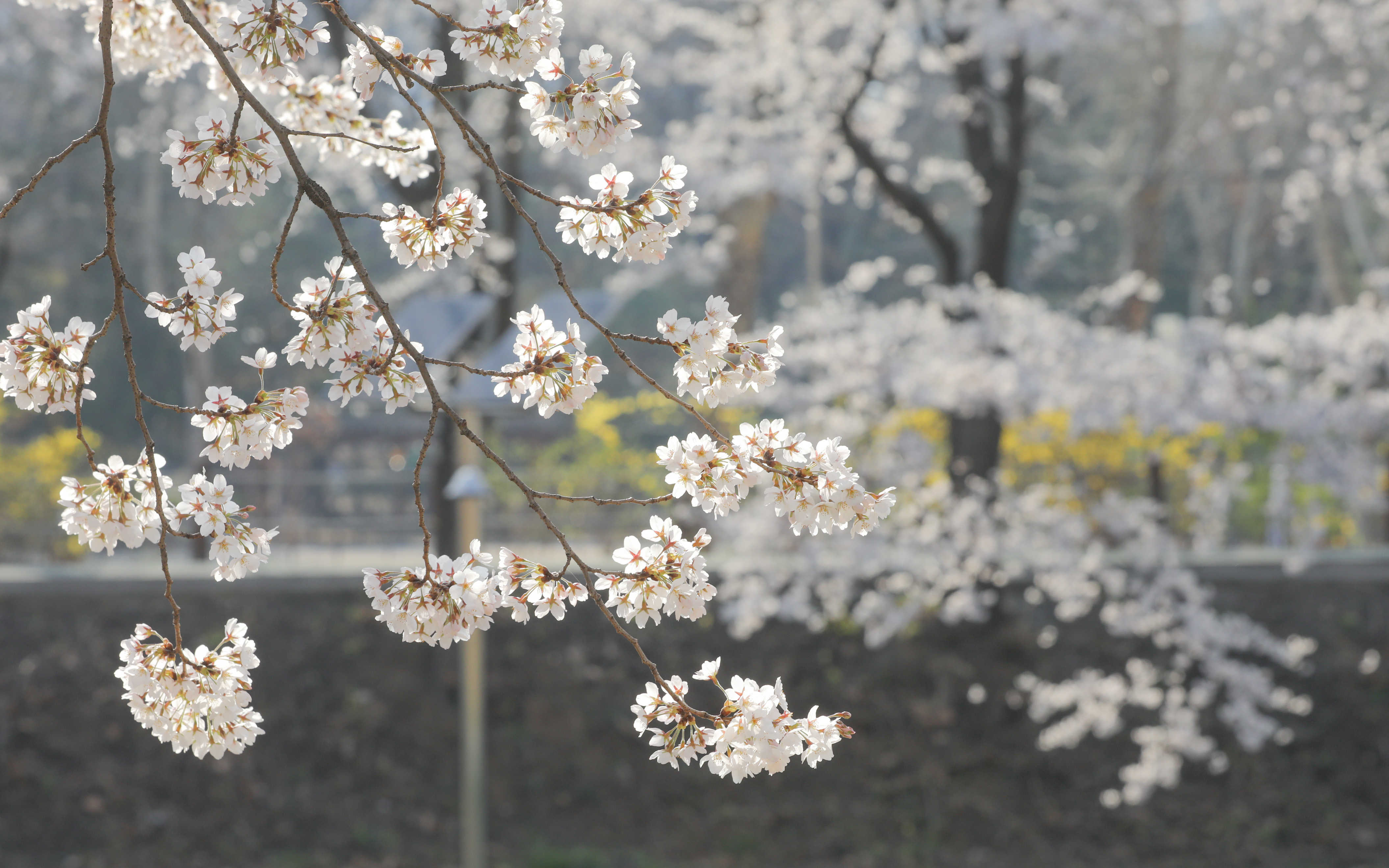 Spring Flowers in Seocho-gu – Yangjaecheon Stream 7