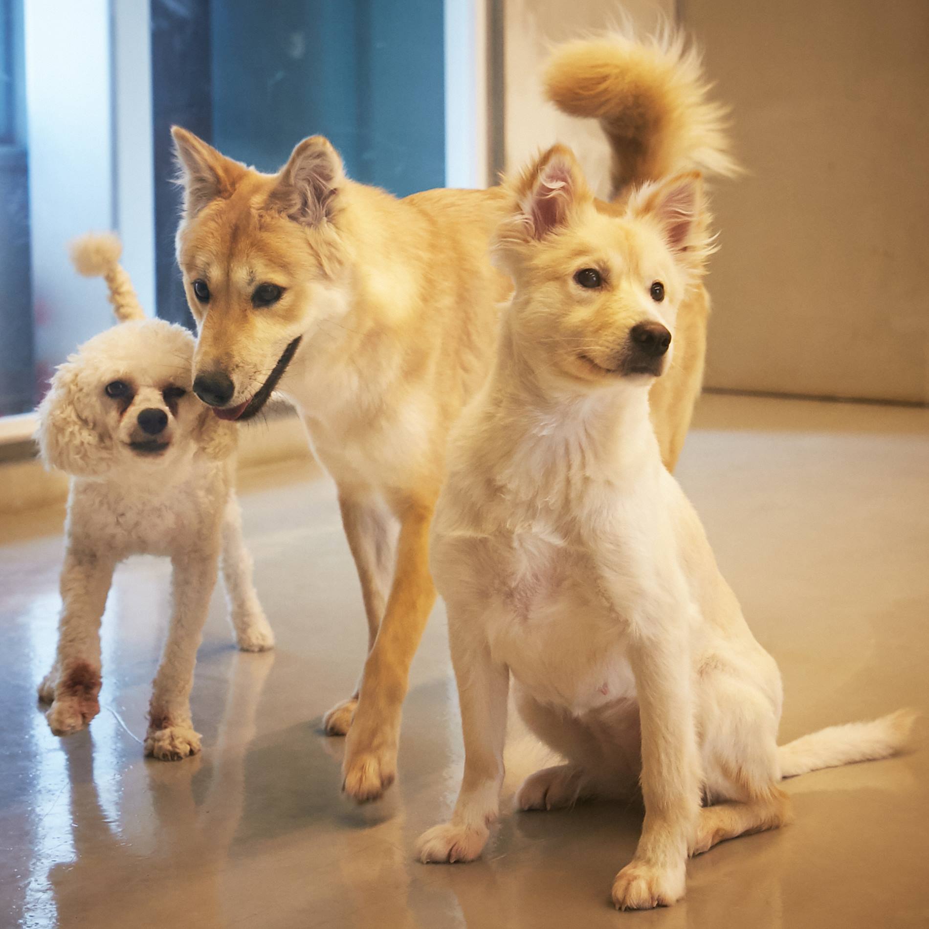 瑞草動物愛センター 5