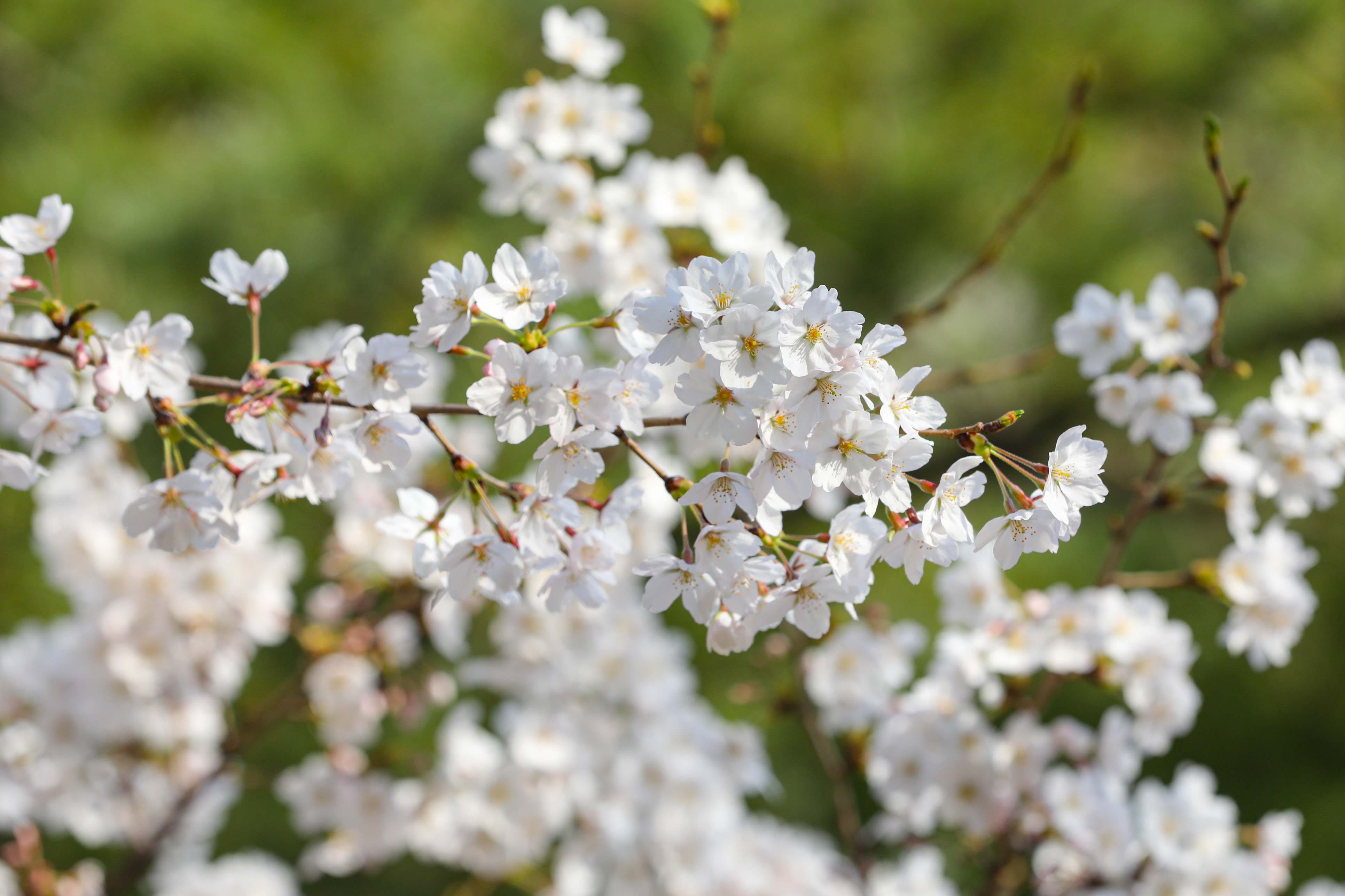 瑞草区春の花-良才川 1