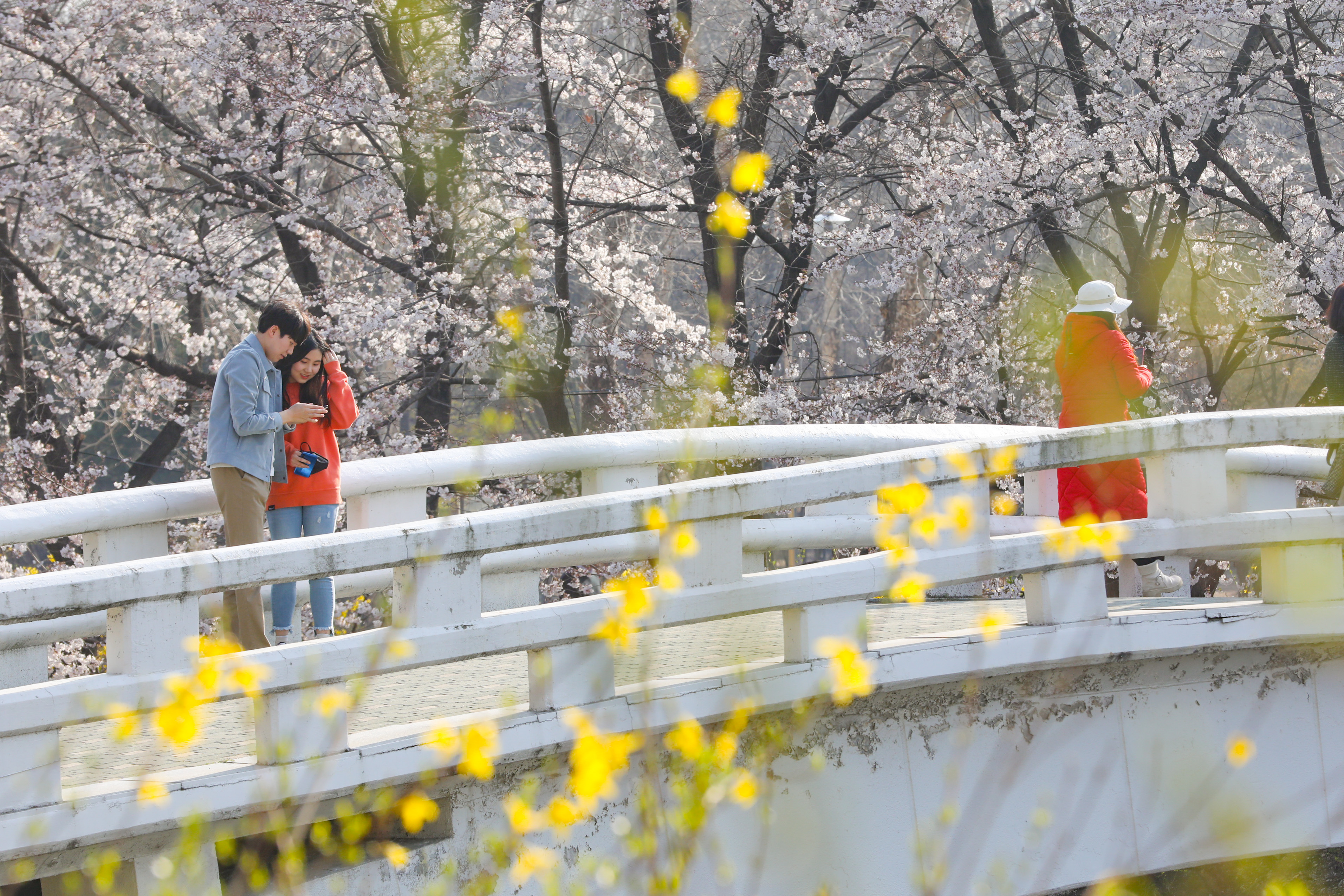 瑞草区春の花-良才川 2