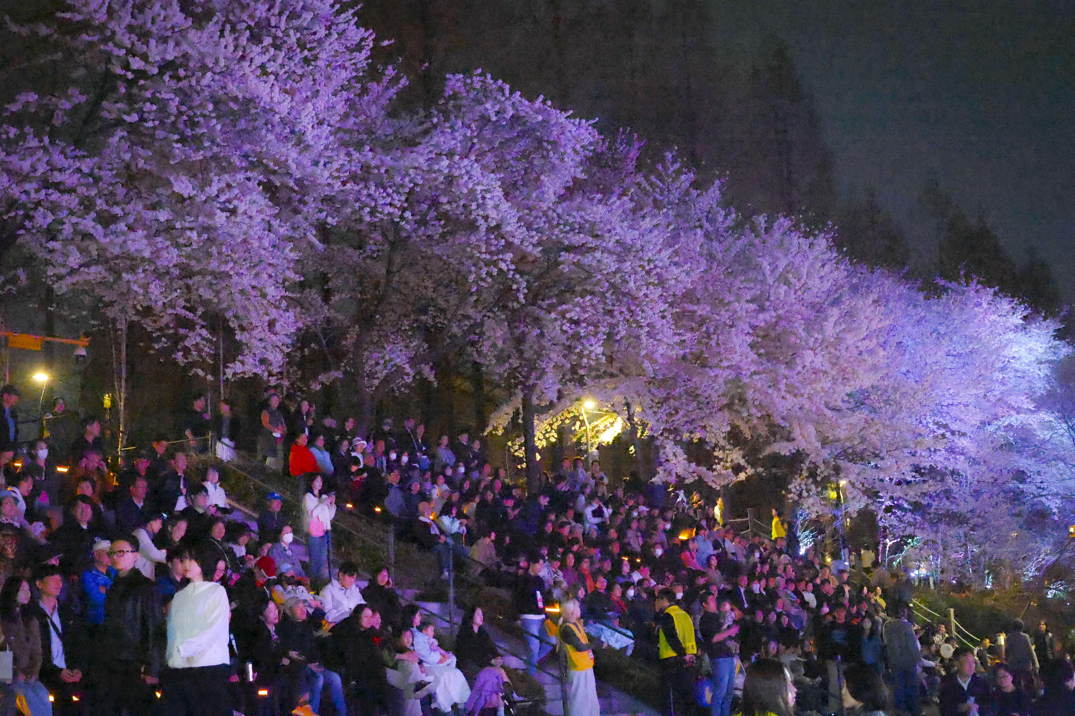 제8회 양재천 벚꽃등축제 사진15 