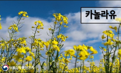 카놀라유.jpg
